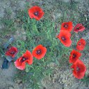 ���� ������ ����������, ����-�����������, 52 ���� - ��������� 11 ������ 2012 � ������ ���� ����������