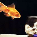 ���� ����, ��������, 57 ��� - ��������� 5 ������� 2011 � ������ �������