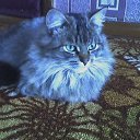  , -, 64  -  31  2010   