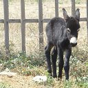 ���� Nik, �����, 63 ���� - ��������� 13 ����� 2010 � ������ ���� ���������