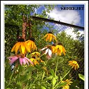 ���� ����� Wadich, ������, 42 ���� - ��������� 17 ������ 2010 � ������ ������������� � ����