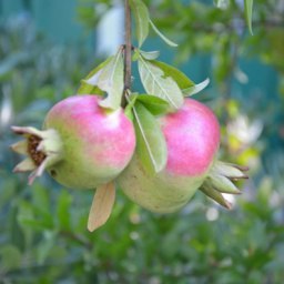 ������ �������, �����-���������, 57 ���