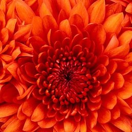 �������, �����