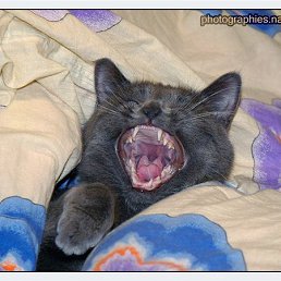 ������� ������, ������