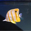 ���� �������, �������������� - ��������� 3 ��� 2013 � ������ �������