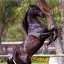 ���� ���, �������, 67 ��� - ��������� 15 ������� 2011 � ������ ��������))�