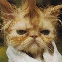 ���� ����, �����-���������, 38 ��� - ��������� 6 ��� 2011