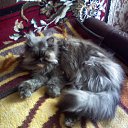  E.lena, , 62  -  1  2012     ...