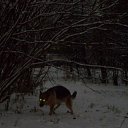 ���� ����, �����-���������, 34 ���� - ��������� 11 ������ 2009 � ������ �������