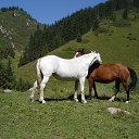 ���� Elena, ������, 71 ��� - ��������� 29 ��� 2012 � ������ ���� ����������