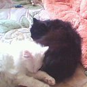 ���� �������, �����-���������, 61 ��� - ��������� 17 ���� 2010 � ������ ���� �����