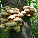 ���� ������, �����������, 65 ��� - ��������� 25 ��� 2012 � ������ ���� ����������