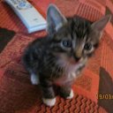 ���� ����, ������, 36 ��� - ��������� 2 ������� 2011 � ������ ���������