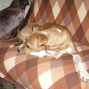 ���� ����, �����-���������, 60 ��� - ��������� 29 ������ 2013