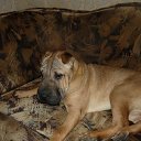 ���� ����, �������, 44 ���� - ��������� 21 ������ 2011 � ������ ���� ��������