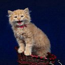 ���� ������ �����, ������, 24 ���� - ��������� 9 ���� 2011 � ������ ������