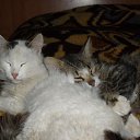 ���� ����, ������, 49 ��� - ��������� 25 ������� 2010 � ������ �PetLove�