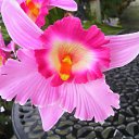 ���� ������, ����������, 55 ��� - ��������� 7 ���� 2011 � ������ �������