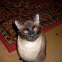 ���� ���������, ������, 55 ��� - ��������� 1 ������ 2012 � ������ ���� ����������