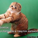 ���� Juju, �����-���������, 43 ���� - ��������� 13 ������ 2010 � ������ ������ �����