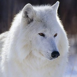 ���������, ������, 48 ���