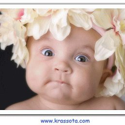 ��������, �������, 33 ����