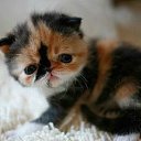  , , 35  -  12  2009   )))