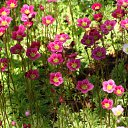 ���� ������, ������, 63 ���� - ��������� 5 ������� 2011 � ������ ������-���� �����....�