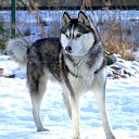  Angel, , 39  -  16  2010   