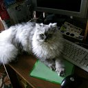 ���� ������, ���������, 37 ��� - ��������� 21 ���� 2010 � ������ �������