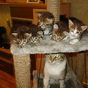 ���� ����, �����, 60 ��� - ��������� 23 ������� 2012 � ������ ��������)�