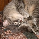  , -, 63  -  20  2009   