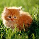 ���� ����, ������������ - ��������� 18 �������� 2011 � ������ ���� ����������