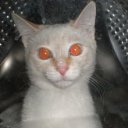 ���� ��������, �����������, 32 ���� - ��������� 23 �������� 2011 � ������ �������