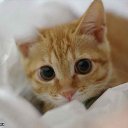 ���� ������ ~������~, ��������, 37 ��� - ��������� 27 �������� 2010 � ������ �PetLove�
