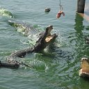 ���� ����� ���������, ���� - ��������� 17 ������� 2013 � ������ ���� ����������