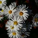 ���� ���������, ������� - ��������� 14 ������� 2012 � ������ ����������� ��������� ����. �. �������, ���������