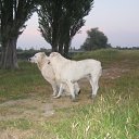 ���� Arcadi, �������, 39 ��� - ��������� 13 ������� 2011 � ������ ���� ����������