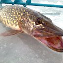 ���� ���������- ���� �������� !!, ������ - ��������� 9 ������� 2013 � ������ �9 ������� 2013� !!!!�