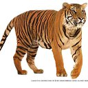 ���� ����, �����������, 27 ��� - ��������� 4 ������� 2009 � ������ �������