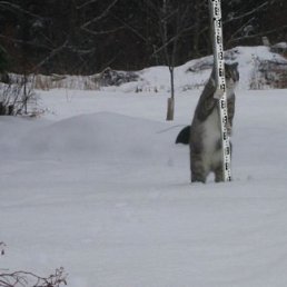 ���������, �������, 66 ���