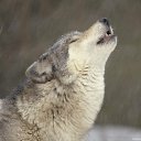 ���� Ghost_dog(�������), �����������, 44 ���� - ��������� 21 ������� 2012 � ������ ���� ����������