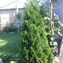 ���� ����, �������, 74 ���� - ��������� 6 ��� 2013 � ������ ���� ����������