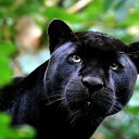 ���� ����, ������, 41 ��� - ��������� 21 ���� 2011 � ������ �������