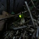 ���� ������, ������, 42 ���� - ��������� 29 ������� 2011 � ������ �������