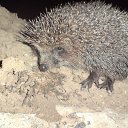 ���� ������, ������, 46 ��� - ��������� 19 ������ 2012 � ������ ���� ����������