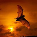 ���� ����, �����������, 29 ��� - ��������� 29 ���� 2013