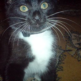 ���� Serjikovich, ���������, 42 ���� - ��������� 17 ������� 2012