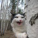 ���� ����������, ������, 43 ���� - ��������� 31 ������ 2011 � ������ �������