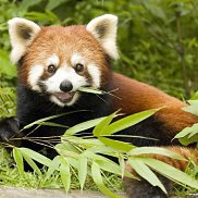 ���������, 25 ���, �������